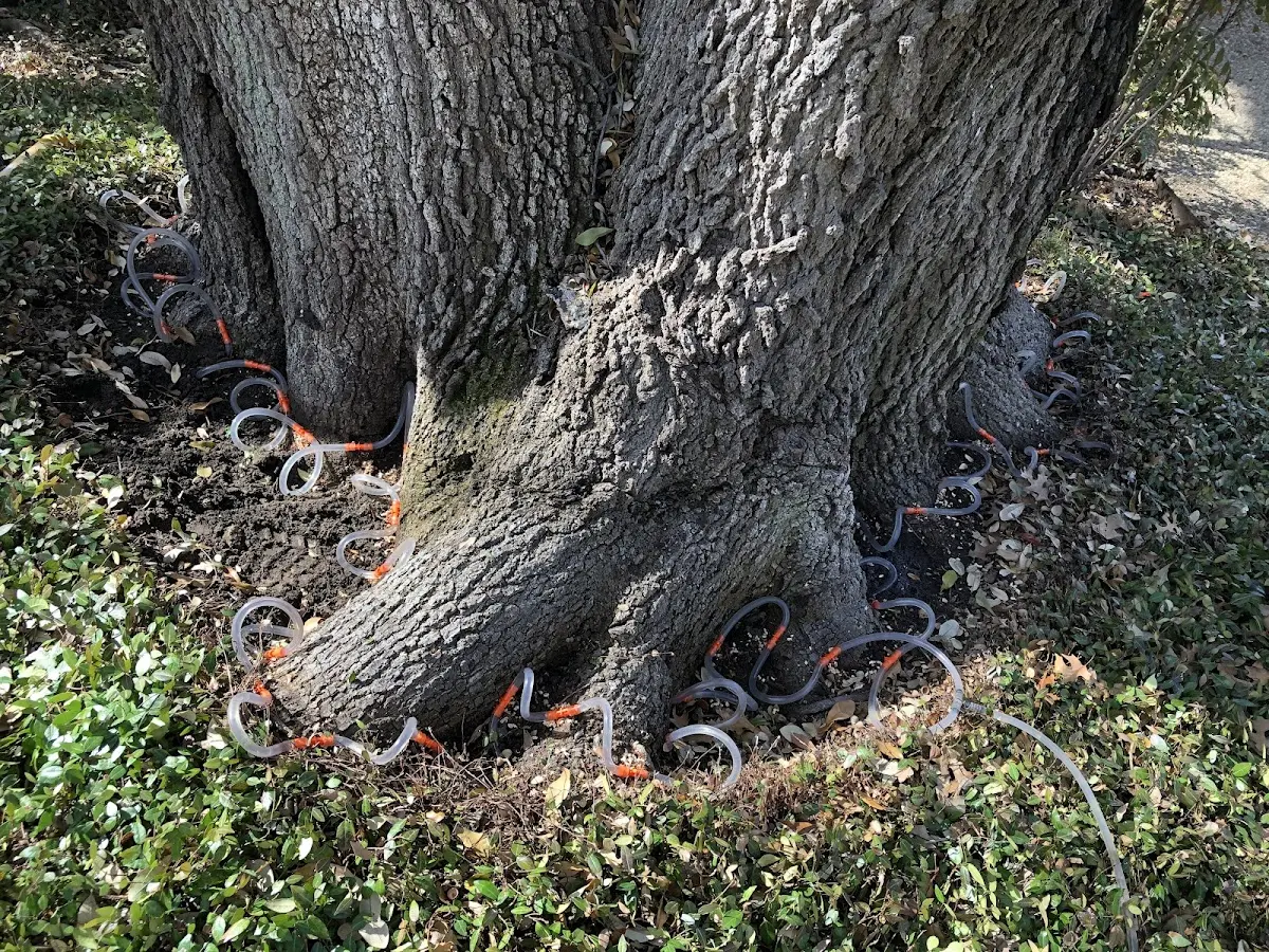Detailed Tree Cabling and Bracing job site in Winthrop